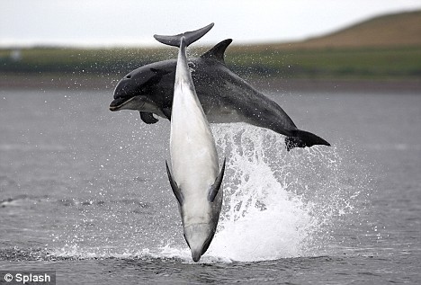 Dolphins Prey