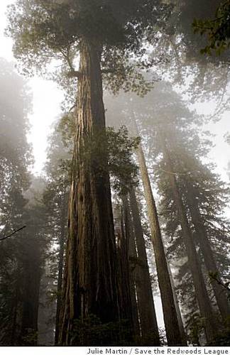 Tallest Redwood
