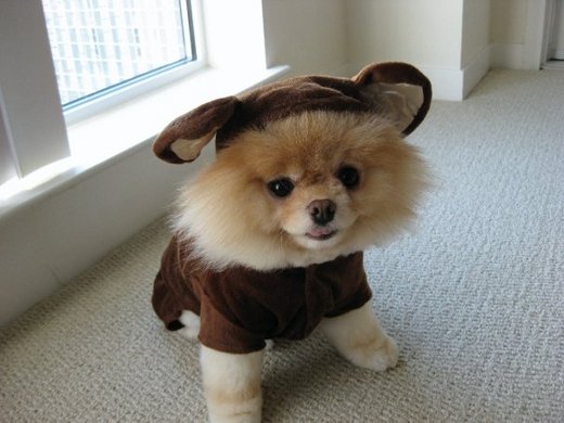 can all pomeranians look like boo boo mania sweeps america and the world news article can all pomeranians look like boo boo mania sweeps america and the world news article