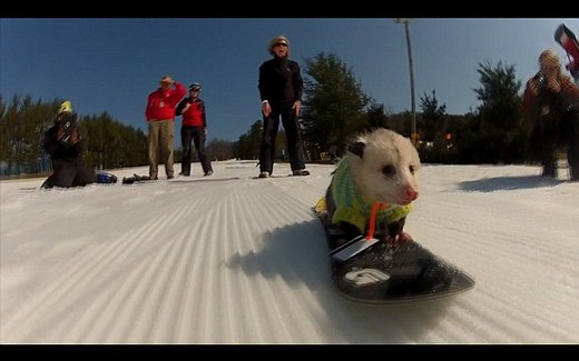 Video Of The Week - Opossum Goes Snowboarding!