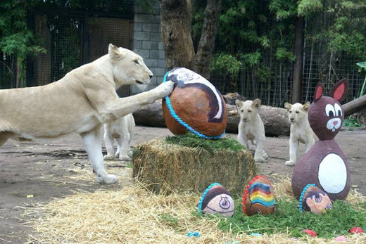 Argentinean Zoo Animals Celebrate Easter