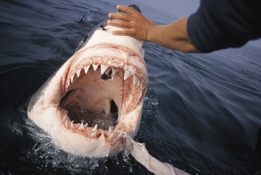 Meet Andre Hartman, South Africa's Shark Whisperer!