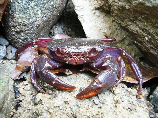 Colorful Crab Species Discovered in The Philippines
