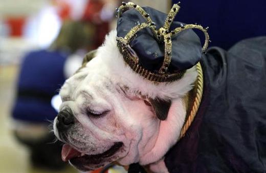 'Tough' Tyson Is America's Most Beautiful Bulldog!