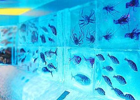 Get Ready To Chill Out At Japan's Ice Aquarium