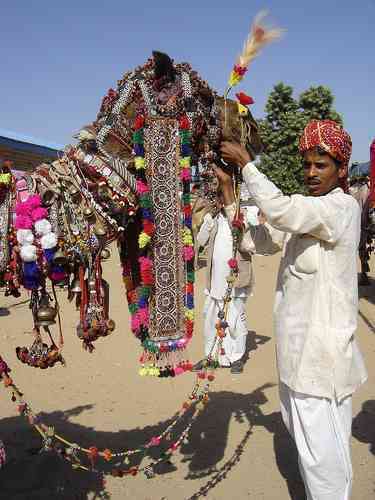 Camel Festival In The Deserts of North India