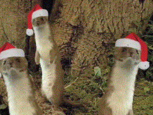 Video Of The Week - Xmas Greetings From The Forest Animals