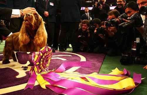 Sussex Spaniel Wins World's Most Prestigious Dog Show