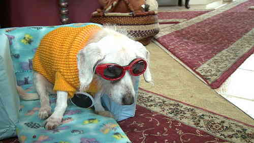 Dapper Dachshund Is World's Oldest Dog!