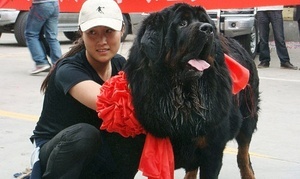 'Yangtze River Number Two' - The World's Most Expensive Dog