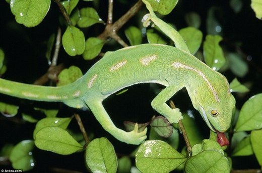 Can Gecko Change Colors?