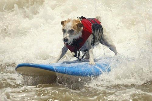 Surfer Dogs Take Over Southern California Beach