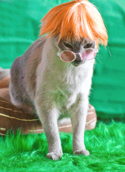 Just In Time For Halloween - Kitty Wigs!