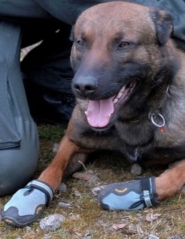 German Police Dogs To Wear Shoes