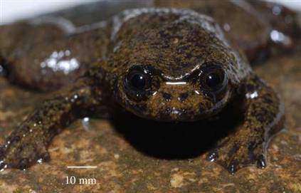 Frogs With No Lungs Discovered in Borneo