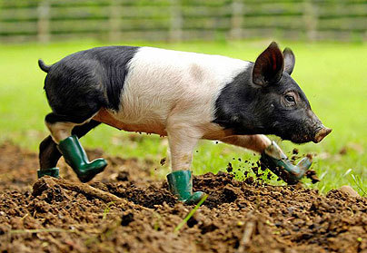 Cinders - A Pig That Fears Mud!