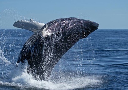 Humpback Whale's Record Breaking Migration