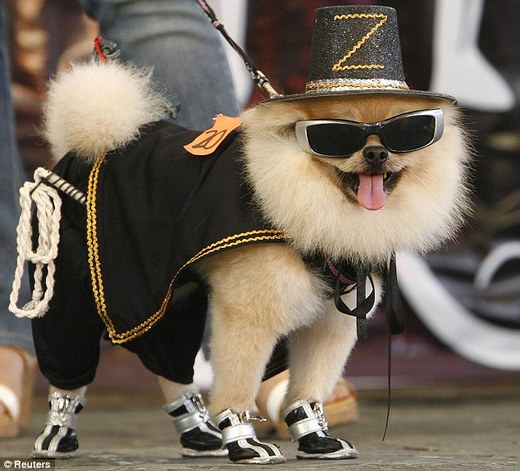 Woof Or Woof? NYC Pooches Get Into The Halloween Spirit