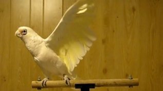 Video Of The Week - Frostie The Cockatoo Rocks To The Beat