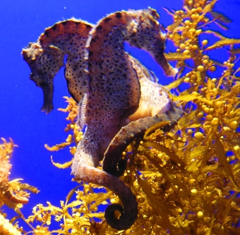 How The Seahorse Got Its 'Curves'