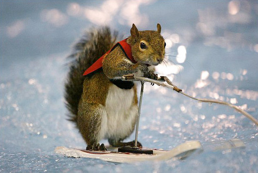 Twiggy, The Water Skiing Squirrel(s)