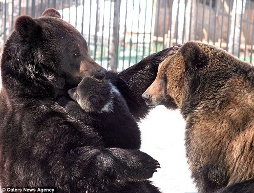 Finally, A Real Goldilocks Bear Family