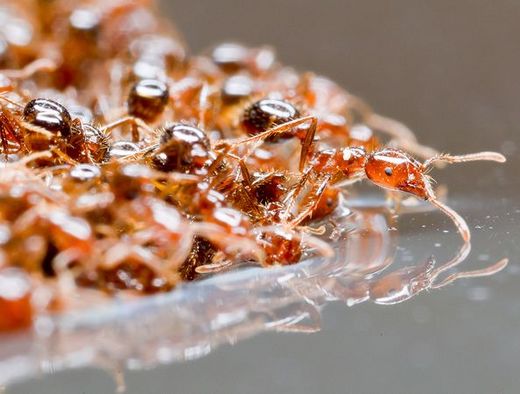 Fire Ants Morph Into 'Living Rafts' To Survive Floods