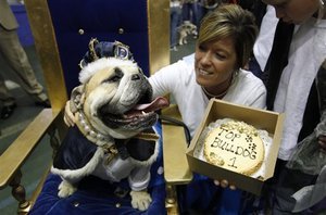 Pearl-Decked Lucy Brown is America's 'Most Beautiful Bulldog'