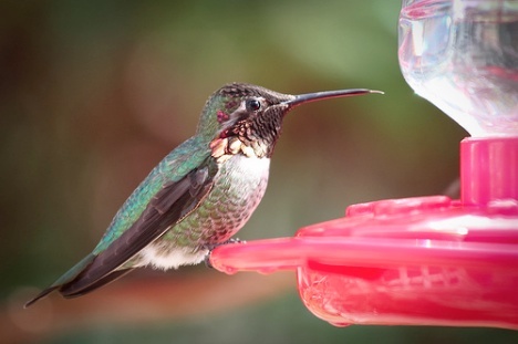 Hummingbirds Don't Suck Nectar In - They Drink It!