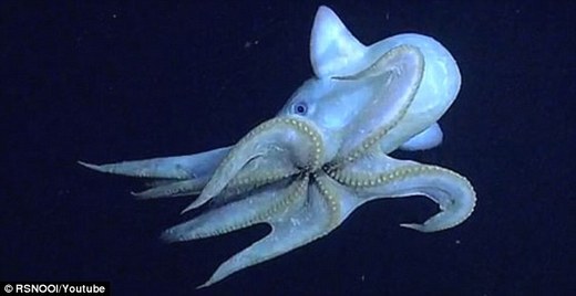 Rarely Seen 'Dumbo' Octopus Caught On Tape