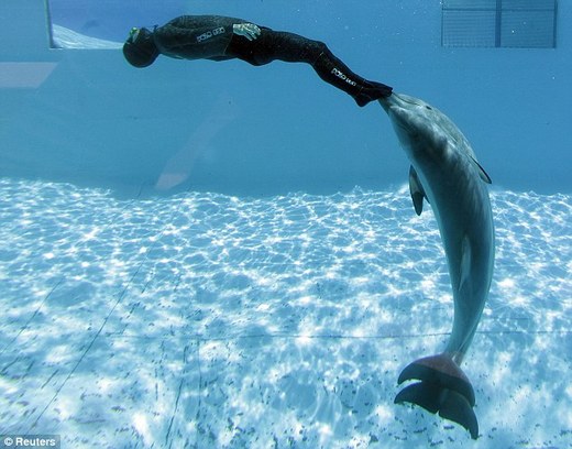 Spinning With Dolphins