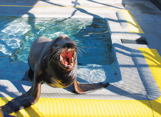 California's Blind Sea Lion 'Silent Knight' Finds A Home