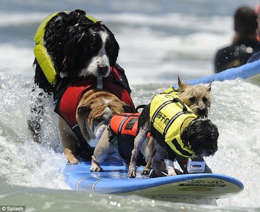 Surfer Dogs Take Over San Diego's Imperial Beach