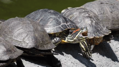Airplanes Make Way For Tiny Turtles At New York Airport