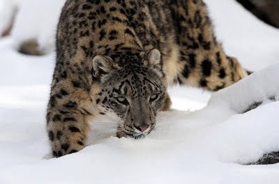 Hidden Cameras Capture Thriving Snow Leopard Colony