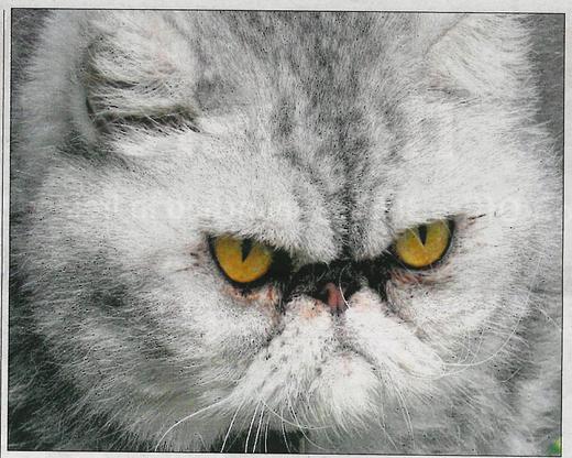 The world's grumpiest cat!