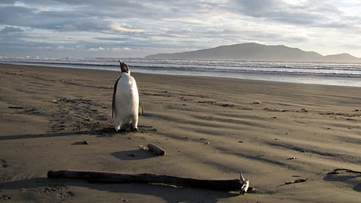 'Happy Feet', The Stranded Penguin May Be Ready To Swim Home!