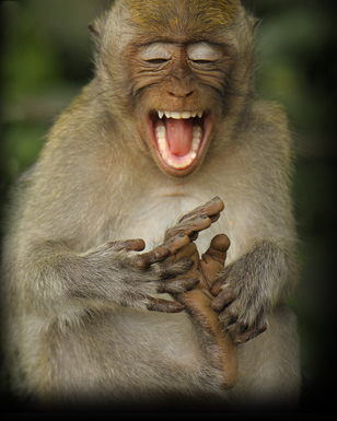Indonesia's Real-Life 'Tickle Me' Macaque