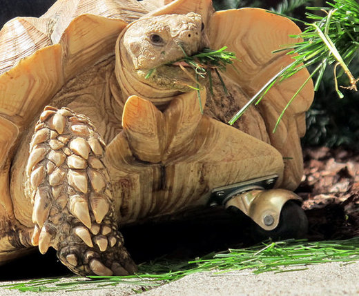 Injured Tortoise Glides Smoothly With 'Swivel' Leg