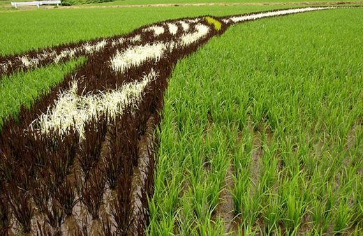 Rice Paddies Double Up As Works Of Art