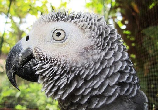 Video of the Week- Einstein, The Talkative Parrot