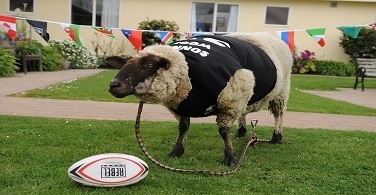 Video Of The Week - New Zealand's Psychic Sheep