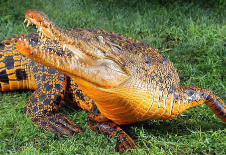 Video Of The Week - Snappy, The Orange Crocodile!