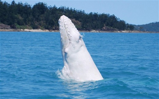 Rare White Humpback Calf Sighted Off Australian Coast