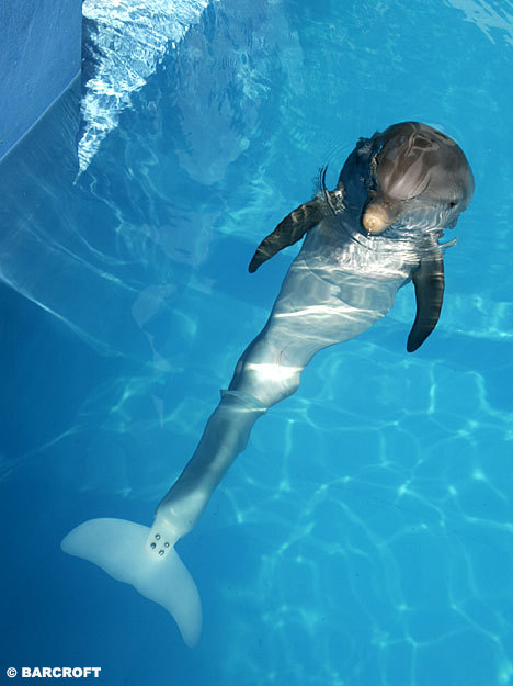 The Amazing Tale Behind Winter's Bionic Tail