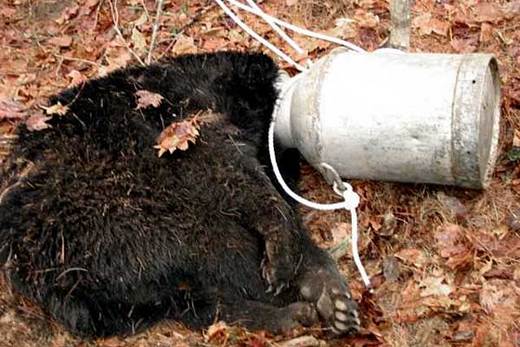 Got Milk? Vermont Bear's Adventure Inside A Milk Gallon!