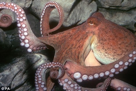 Octopus Use Coconut Shells As Mobile Home And Armor
