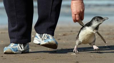 New Zealand's Oiled Penguins Released Back Into The Ocean