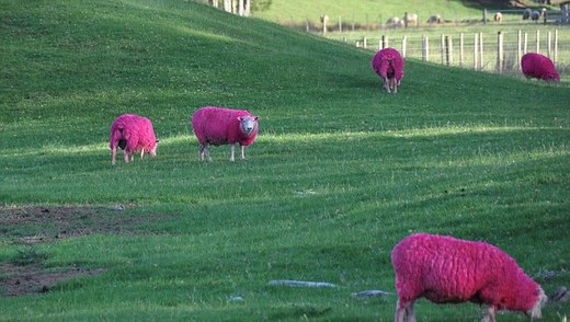 OMG! Are These Pink Sheep For Real?