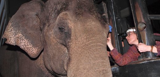 Dutch Elephant Gets Fitted With A Giant Contact Lens
